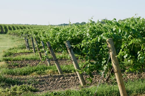 A vineyard in St. Catharines